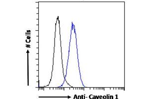 Image no. 3 for anti-Caveolin 1, Caveolae Protein, 22kDa (CAV1) (Internal Region) antibody (ABIN185421)