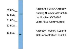 Image no. 2 for anti-Endosulfine alpha (ENSA) (N-Term) antibody (ABIN2785426)