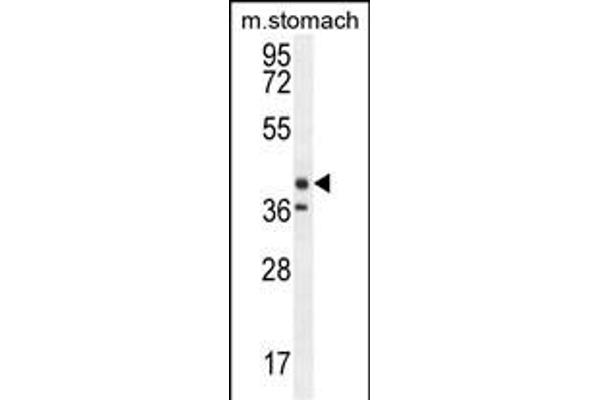 TECTB antibody  (N-Term)