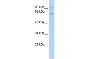 Image no. 1 for anti-Zinc Finger Protein 319 (ZNF319) (N-Term) antibody (ABIN928415)