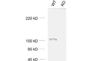 dilution: 1 : 1000, sample: WT and KO samples of mouse cortex