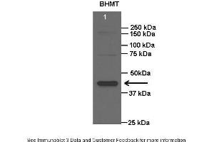 Image no. 5 for anti-Betaine--Homocysteine S-Methyltransferase (BHMT) (N-Term) antibody (ABIN2773785)