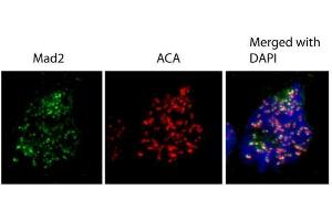 MAD2L1 anticorps  (C-Term)