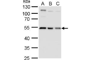Image no. 5 for anti-Tubulin, beta 2A (TUBB2A) (Center) antibody (ABIN2857071)