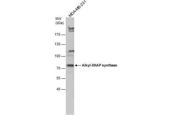anti-Alkylglycerone Phosphate Synthase (AGPS) (Center) antibody