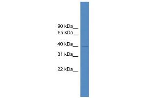 anti-Nuclear Factor (Erythroid-Derived 2), 45kDa (NFE2) (N-Term) antibody