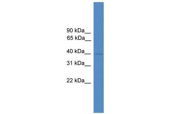 anti-Nuclear Factor (Erythroid-Derived 2), 45kDa (NFE2) (N-Term) antibody