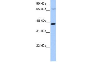 Image no. 1 for anti-Hydroxymethylbilane Synthase (HMBS) (N-Term) antibody (ABIN2785718)