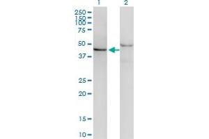 Western Blot analysis of SF3B4 expression in transfected 293T cell line by SF3B4 monoclonal antibody (M03), clone 1B8.