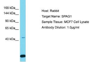 Image no. 1 for anti-Sperm Associated Antigen 1 (SPAG1) (N-Term) antibody (ABIN2790231)