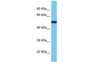 Image no. 1 for anti-Centromere Protein I (CENPI) (N-Term) antibody (ABIN2785896)