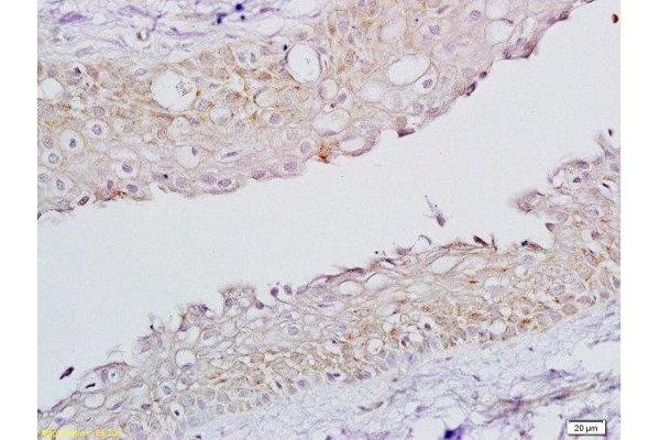 FSHR antibody  (AA 201-300)