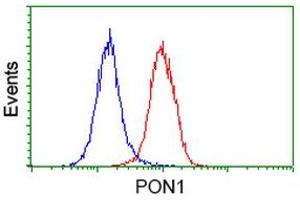 Image no. 1 for anti-Paraoxonase 1 (PON1) antibody (ABIN1500347)