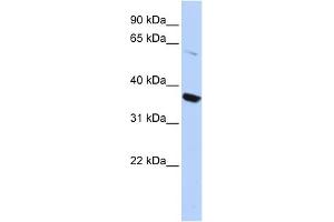 Image no. 2 for anti-Potassium Voltage-Gated Channel, Shaker-Related Subfamily, Member 10 (KCNA10) (N-Term) antibody (ABIN2776179)