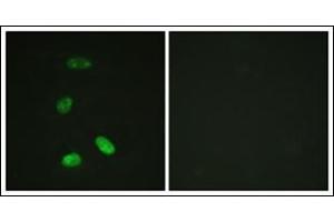 anti-V-Myb Myeloblastosis Viral Oncogene Homolog (Avian) (MYB) (N-Term) antibody