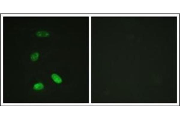 anti-V-Myb Myeloblastosis Viral Oncogene Homolog (Avian) (MYB) (N-Term) antibody