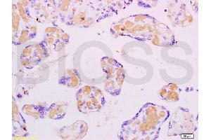 Image no. 1 for anti-CASP8 and FADD-Like Apoptosis Regulator (CFLAR) (AA 401-480) antibody (ABIN737946)