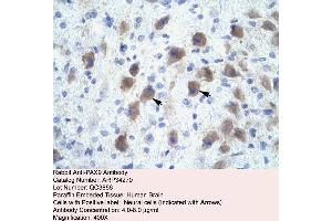 Image no. 1 for anti-Paired Box 9 (PAX9) (N-Term) antibody (ABIN2778353)