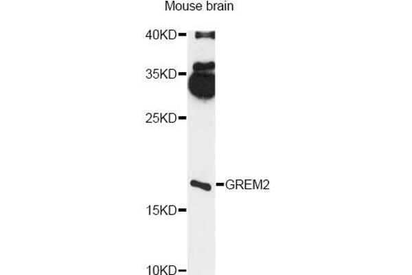 anti-Gremlin 2 (GREM2) antibody