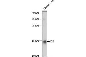 Western blot analysis of extracts of Mouse lung using ID2 Polyclonal Antibody at dilution of 1:1000.