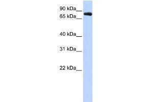Image no. 1 for anti-Potassium Voltage-Gated Channel, Shaw-Related Subfamily, Member 3 (KCNC3) (Middle Region) antibody (ABIN2776169)
