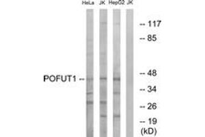Image no. 1 for anti-Protein O-Fucosyltransferase 1 (POFUT1) (AA 331-380) antibody (ABIN1534936)