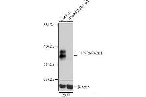 Western blot analysis of extracts from normal (control) and HNRNPA2B1 knockout (KO) 293T cells using HNRNPA2B1 Polyclonal Antibody at dilution of 1:1000.