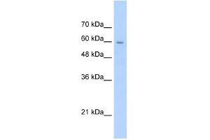 Image no. 2 for anti-Solute Carrier Family 22 (Organic Cation Transporter), Member 1 (SLC22A1) antibody (ABIN630309)