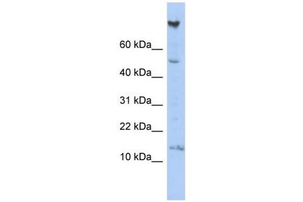 NRARP antibody  (Middle Region)