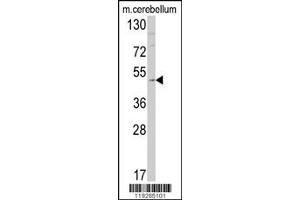 Western Blotting (WB) image for anti-Endothelin Receptor Type B (EDNRB) antibody (ABIN2158635)