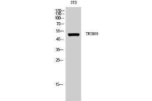 Image no. 1 for anti-Tripartite Motif Containing 59 (TRIM59) (Internal Region) antibody (ABIN3187339)
