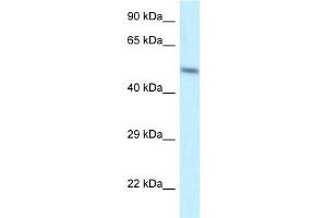 Image no. 1 for anti-ZFP2 Zinc Finger Protein (ZFP2) (N-Term) antibody (ABIN2776052)