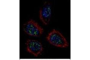 Image no. 1 for anti-Pinin, Desmosome Associated Protein (PNN) (AA 216-248), (Middle Region) antibody (ABIN954147)