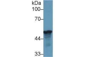 Image no. 2 for anti-Leucine-Rich alpha-2 Glycoprotein 1 (LRG1) (AA 39-308) antibody (ABIN1859696)