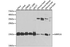 Image no. 1 for anti-Mitochondrial Ribosomal Protein S16 (MRPS16) antibody (ABIN6144026)