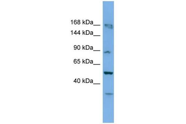 anti-TATA Box Binding Protein (TBP)-Associated Factor, RNA Polymerase I, C, 110kDa (TAF1C) (C-Term) antibody