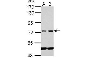 Image no. 1 for anti-Glomulin, FKBP Associated Protein (GLMN) (Center) antibody (ABIN2855548)