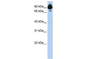 Image no. 1 for anti-Regulator of G-Protein Signaling 3 (RGS3) (C-Term) antibody (ABIN634296)