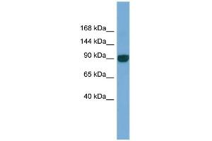 Image no. 2 for anti-Unc-45 Homolog A (UNC45A) (N-Term) antibody (ABIN2786606)