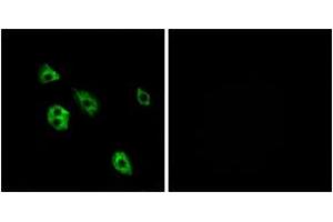 Image no. 2 for anti-G Protein-Coupled Receptor 27 (GPR27) (AA 181-230) antibody (ABIN1535740)