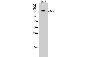 anti-Chloride Channel, Voltage-Sensitive 6 (CLCN6) (Internal Region) antibody
