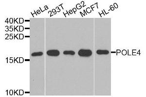 POLE4 antibody  (AA 1-117)