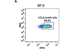Image no. 7 for Cytotoxic T-Lymphocyte-Associated Protein 4 (CTLA4) protein (mFc-His Tag) (ABIN6961090)