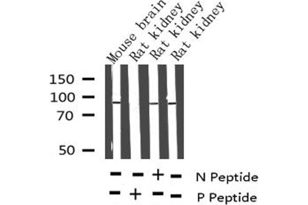 anti-Microtubule-Associated Protein tau (MAPT) (pThr212) antibody