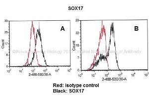 Image no. 3 for anti-SRY (Sex Determining Region Y)-Box 17 (SOX17) (Middle Region) antibody (ABIN2781184)