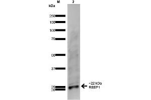 Image no. 2 for anti-Receptor Accessory Protein 1 (REEP1) (AA 111-201) antibody (Atto 594) (ABIN2485614)