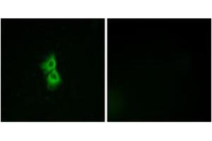 Image no. 1 for anti-G Protein-Coupled Receptor 22 (GPR22) (AA 271-320) antibody (ABIN1535739)