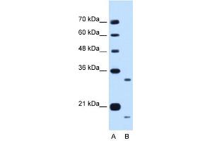 Image no. 1 for anti-Cell Cycle Progression 1 (CCPG1) (Middle Region) antibody (ABIN634842)