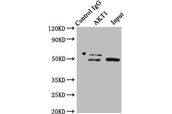 AKT1 antibody  (AA 1-480)