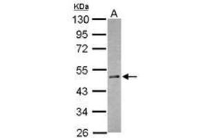 Image no. 1 for anti-RNA Binding Motif Protein 41 (RBM41) (AA 180-388) antibody (ABIN1500635)